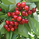 6 Yaş Aşılı Ziraat 900 Kiraz Fidanı | ROOTBALL