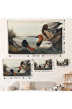 John James Audubon Ördekler Duvar Örtüsü-7030