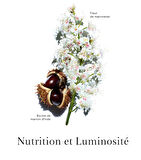 Clarins Clr Nutri-Lumiere Night Cream - Gece Bakım Kremi 50 ml