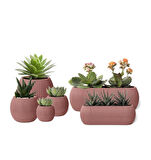 Omnipazar Mercan Dekoratif Sukulent Kaktüs Plastik Saksı Takımı 6'lı Set Pembe