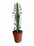 Euphorbia Trigona Rubra  yeşil  Süt Ağacı 1 lt sak sı içinde 10/20 cm