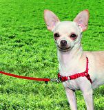 PETSAFE Easy Walk™ Harness Kırmızı Köpek Göğüs Tasması Extra Small ( 30 - 40 cm )