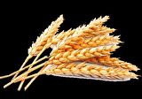 VTK Buğday Aroması - 20 g.