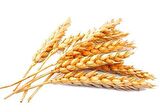 VTK Buğday Aroması - 10 g.