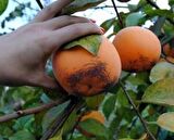 TRABZON HURMASI * 3 ADET TOHUM