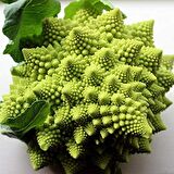 İTALYAN ROMANESCO PİRAMİT BROKOLİ TOHUMU