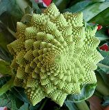 İTALYAN ROMANESCO PİRAMİT BROKOLİ TOHUMU