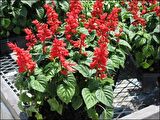SALVİA RED ATEŞ ÇİÇEĞİ TOHUMU