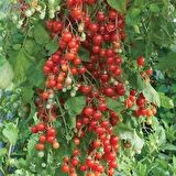 Salkım Cherry Domates Tohumu( Toprak Ve Saksı Seti )
