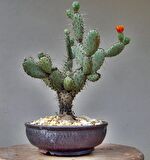 opuntia Hint inciri tohumu (Opuntia bonsai)