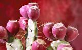 opuntia Hint inciri tohumu (Opuntia bonsai)