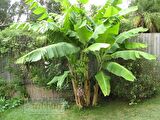 MUZ TOHUMU(Mysore banana)