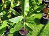 MUZ TOHUMU(Mysore banana)