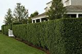 LÜKSTÜR BİTKİSİ TOHUMU (ligustrum)