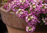 MİNE ÇİÇEĞİ *(Verbena grandiflora)