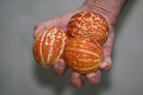 KOKULU SÜS KAVUNU TİGER MELON TOHUMU