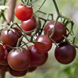 ÇİKOLATA CHERRY DOMATES TOHUMU