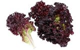 AKDENİZ SALATALIK TOHUMU