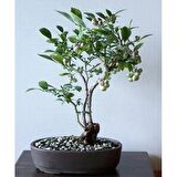 BLUEBERRY BONSAİ AĞACI 10+ TOHUM