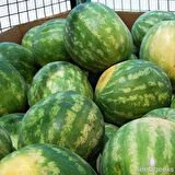 ALLSWEET KARPUZ TOHUMU