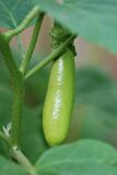 YEŞİL PATLICAN* (THAI EGGPLANT)