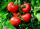 TARLA DOMATESİ TOHUMU