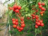 TARLA DOMATESİ TOHUMU