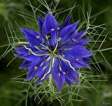 ÇÖREKOTU ÇİÇEĞİ (nigelle damas variee)