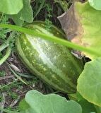 TAYLAND KAVUNU TOHUMU 10 TOHUM