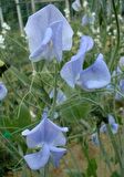 MAVİ BEZELYE ÇİÇEĞİ TOHUMU (SWEET PEA)