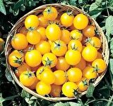 Gold Nugget Cherry Domates