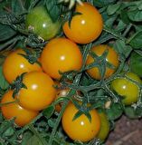 Gold Nugget Cherry Domates