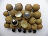 LONGAN FRUİT * 4 ADET TOHUM