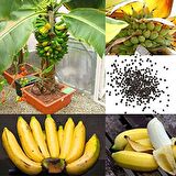 Muz Bonzai Tohumu Saksı Toprak Seti ( Banana Bonsai )