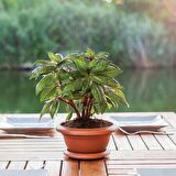 Muz Bonzai Tohumu Saksı Toprak Seti ( Banana Bonsai )