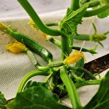 1,3x90 m BEYAZ SULZER KUMAŞ SERA TABAN ÖRTÜSÜ JÜT BLUEBERRY PEYZAJ UYGULAMA ÖRTÜSÜ MULCH NAYLONU ÇİLEK MALÇ