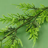 Dekor Dal Yapay Çiçek - Asorti - 55 cm