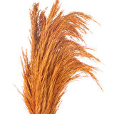 Deco Pampas Yapay Çiçek - Turuncu - 90x20 cm