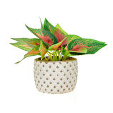 Mini Saksıda Yapraklar - Asorti