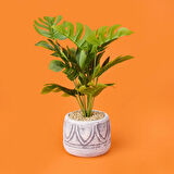 Beyaz Saksıda Deve Tabanı - Renkli - 13x38 cm