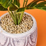 Beyaz Saksıda Deve Tabanı - Renkli - 13x38 cm