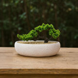 Desenli Elips Saksıda Bonsai - Renkli - 24x33 cm