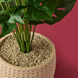 Hasır Saksıda Deve Tabanı - Renkli - 90x26 cm