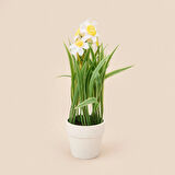 Spring Çiçek - Asorti - 6x5 cm