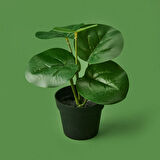 Botta Çiçek - Asorti - 24 cm