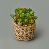 Hasır Efekt Saksıda Sukulent - 7x8x8 cm