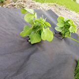 80cm X 50m 40gr TEKSTİL MULCH AGRİL ISI DON PERDESİ, ZİRAİ DON KIRAĞI ÖRTÜ KARPUZ ÇİLEK MALÇ