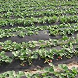 80cm X 1000m 40gr TEKSTİL MULCH AGRİL ISI DON PERDESİ, ZİRAİ DON KIRAĞI ÖRTÜ KARPUZ ÇİLEK MALÇ