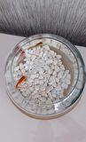 Beyaz Dolomit Taşı 2 Kg 1-2 Cm Dolomit Taş Akvaryum Dekorasyonu Dere Çakılı Mezar Taşı Bahçe Süs Taşı Mezar Süsleme Taşı