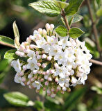 Manolya Yapraklı Kartopu Ağacı (Viburnum macrocephalum) Fidanı - Büyük, Gösterişli Çiçekler ve Dayanıklı Yapraklar